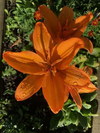 High angle view of orange flowering plant