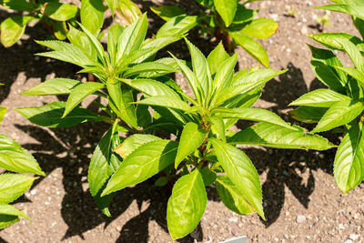 plant