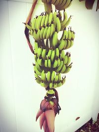 Close-up of bananas hanging on tree