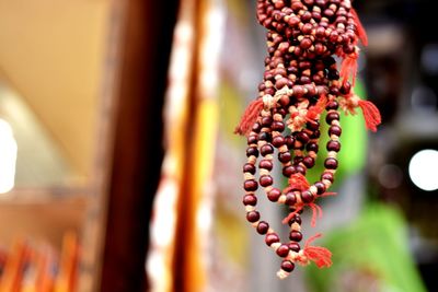 Close-up of plant against blurred background