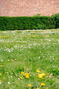 Scenic view of grassy field