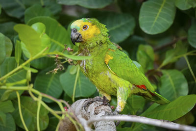 Close-up of parrot perching on plant