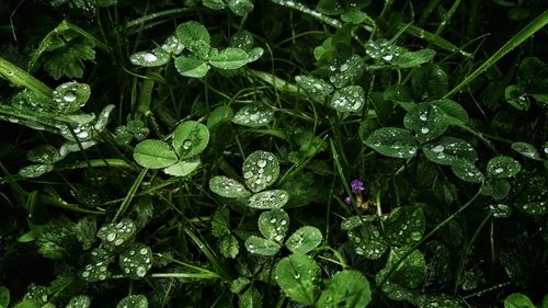 Close-up of wet plant