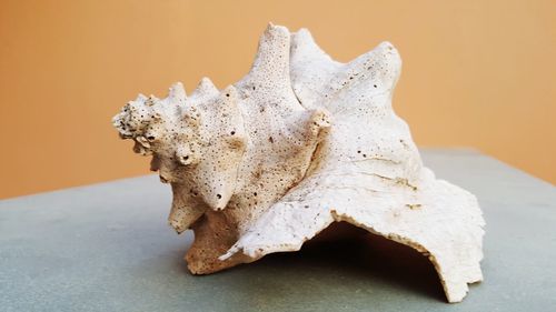 Close-up of a bread on white background