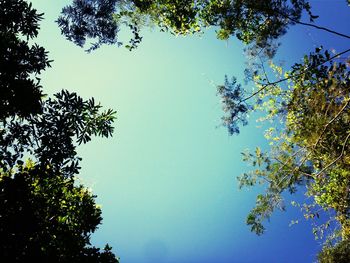 Low angle view of trees against clear sky