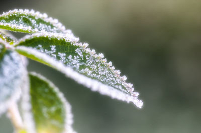 Close-up of water drops on plant
