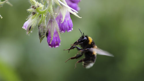 Close-up of bumblebee flying by purple flower buds