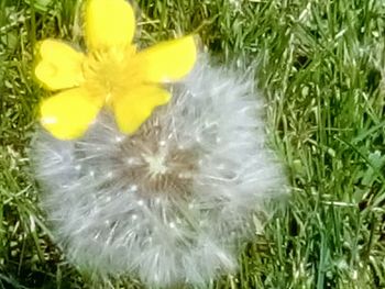 Close-up of dandelion on field