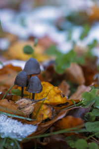 Close-up of mushroom on dry leaves