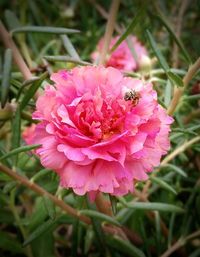Close-up of bee on pink flower
