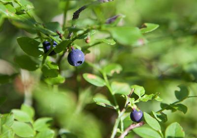 Close-up of berries growing on plant