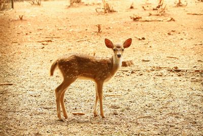 Portrait of deer standing on field