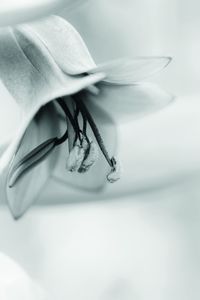 Close-up of plant against white background