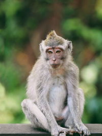 Portrait of monkey sitting outdoors