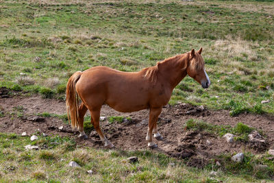 horse