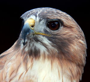 Closeup of hawk head turned dark background