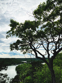 Low angle view of tree by lake against sky