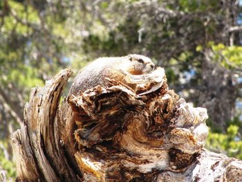 Close-up of tree trunk