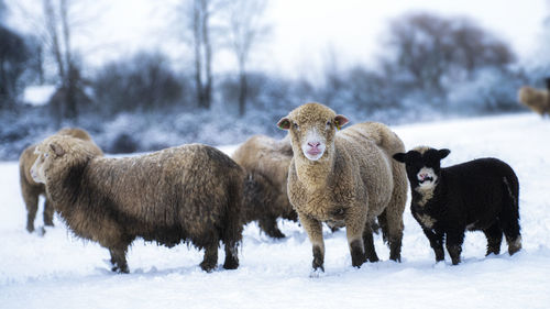 Sheep on snow covered land