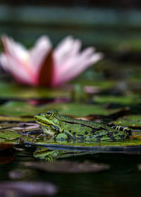 Frog on a waterlily