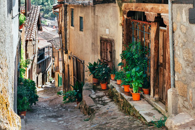 Potted plants on alley amidst buildings in town