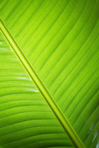 Full frame shot of palm leaves