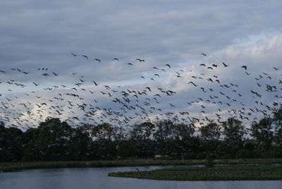 Flock of birds flying over lake against cloudy sky