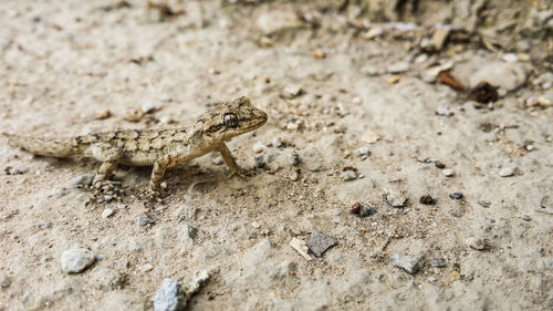 High angle view of crab on sand