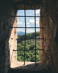 Close-up of trees seen through window