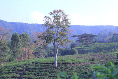 Trees on field against sky