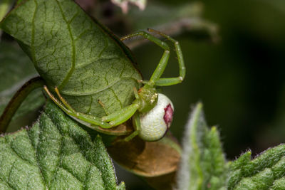 Close-up of insect on plant