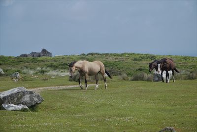 Horses in a field