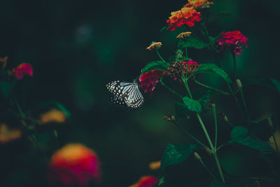 Butterfly in rain