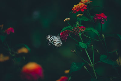 Close-up of butterfly on flower