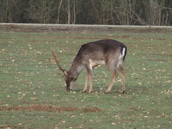 Dog standing on field