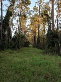 Trees in forest