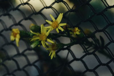 Close-up of yellow flowering plant