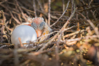 Close-up of bird in nest