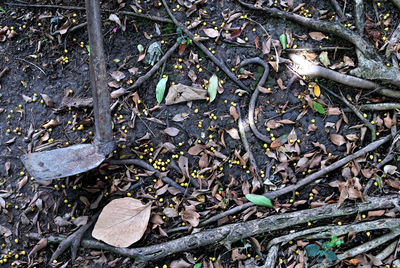 High angle view of leaves on field