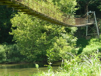 Plants and trees in forest