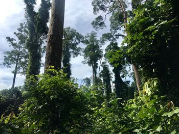 Low angle view of trees in forest