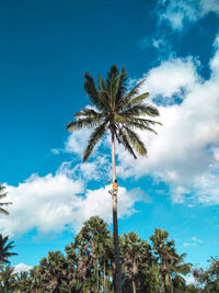 Low angle view of palm trees against sky