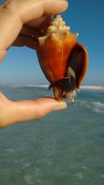 Cropped hand holding seashell at beach