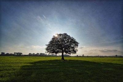 Tree on field against sky