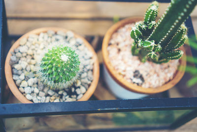 High angle view of potted plants on table