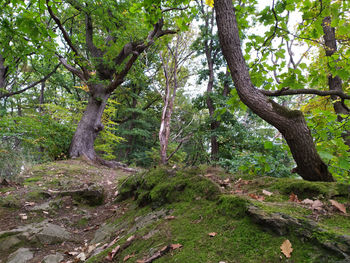 Trees growing in forest