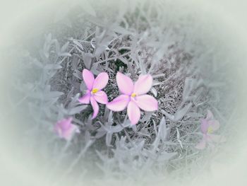 Close-up of pink flowers