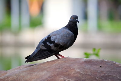 Close-up of bird perching on wood