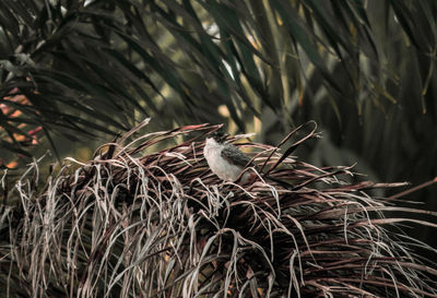 Close-up of bird perching on plant