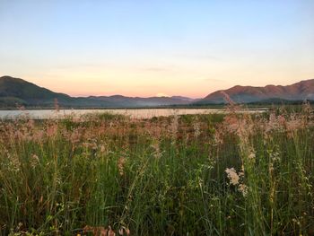 Scenic view of field against sky during sunset